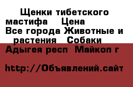 Щенки тибетского мастифа. › Цена ­ 30 000 - Все города Животные и растения » Собаки   . Адыгея респ.,Майкоп г.